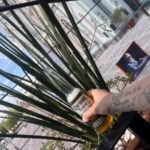 Opinión de Cenit Alejandra sobre Corona en Cervecería 21 Expiatorio/ Centro, León de los Aldama - Guanajuato - México